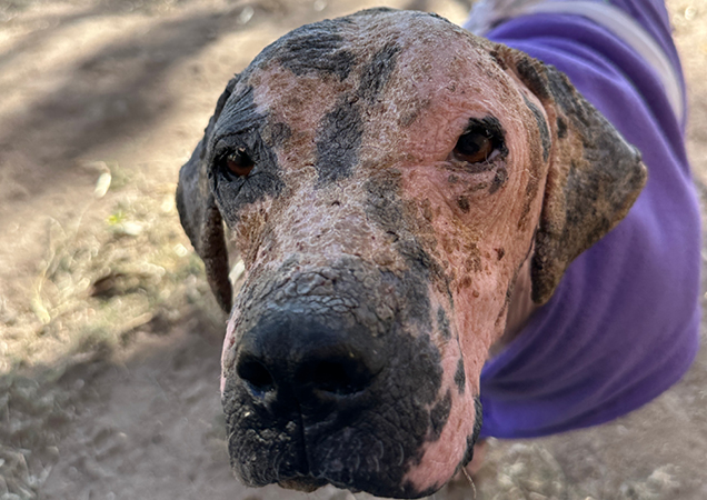 Barney was in a very painful condition